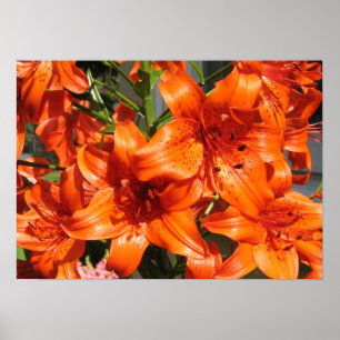 Vibrerande orange tigerliljar poster