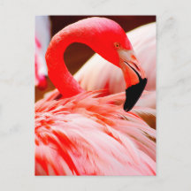 Vibrerande rosafjäderFlamingo