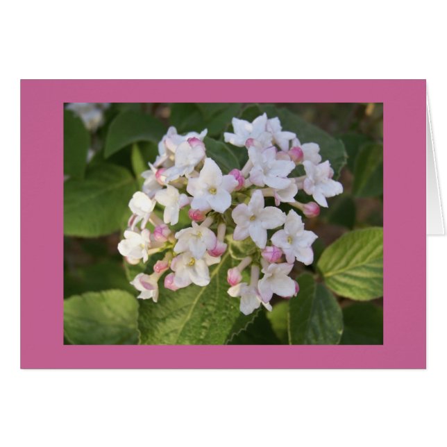 Viburnum-blommar OBS Kort (Framsidan Horizontal)