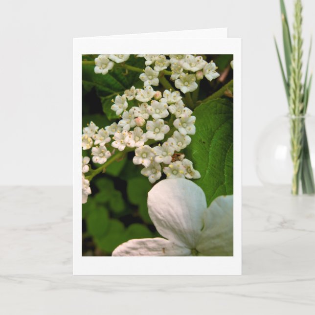 Viburnum längs Sterling Pond Trail Tack Kort (Framsida)