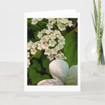 Viburnum längs Sterling Pond Trail