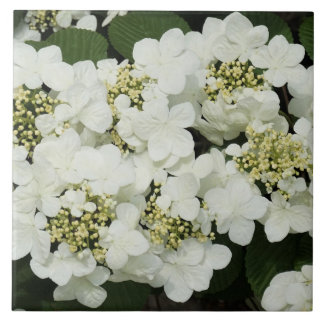 Viburnum vitis-idaea kakelplatta