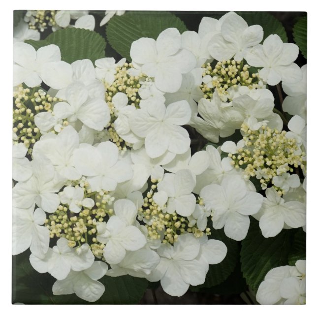 Viburnum vitis-idaea kakelplatta (Framsidan)