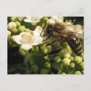 Viburnum Vykort
