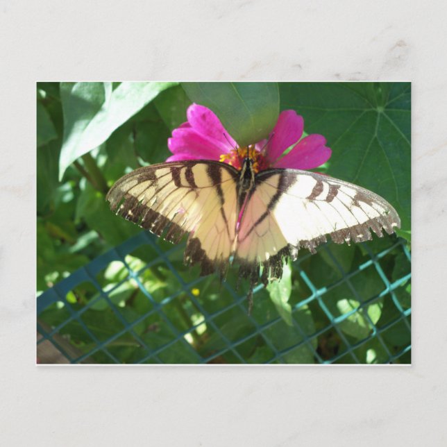 Viceroy Butterfly, 1 Vykort (Framsida)