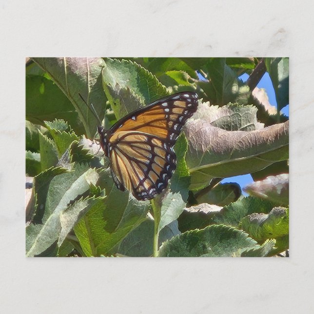 Viceroy butterfly helg vykort (Framsida)