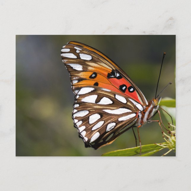 Viceroy Butterfly-vykort Vykort (Framsida)