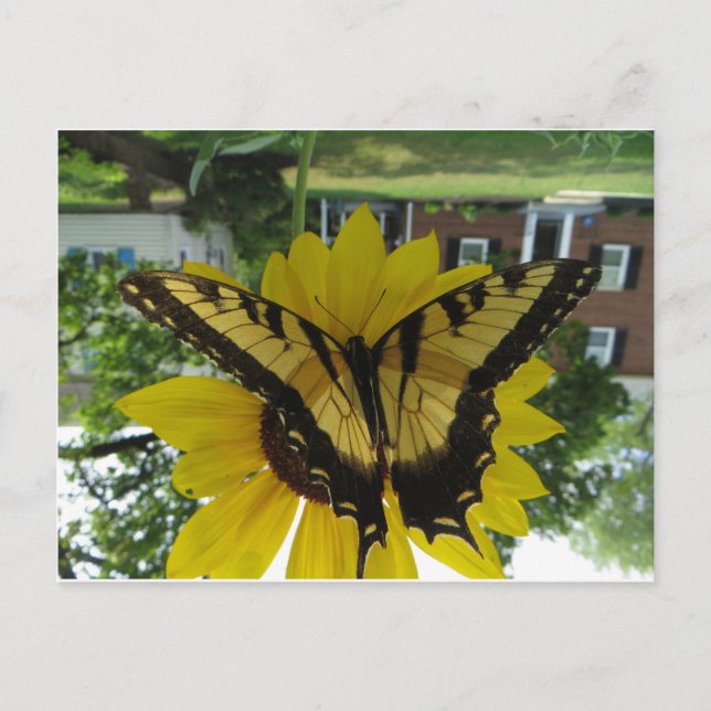 Viceroy Butterlfy Vykort (Framsida)