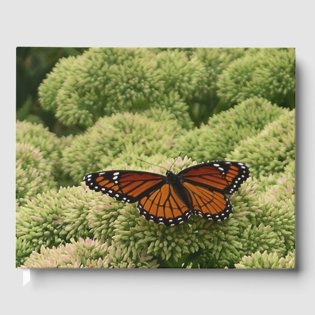 Viceroy Fjäril Vacker Natur Fotografi Gästböcker (Framsida)