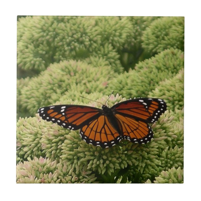 Viceroy Fjäril Vacker Natur Fotografi Kakelplatta (Framsidan)