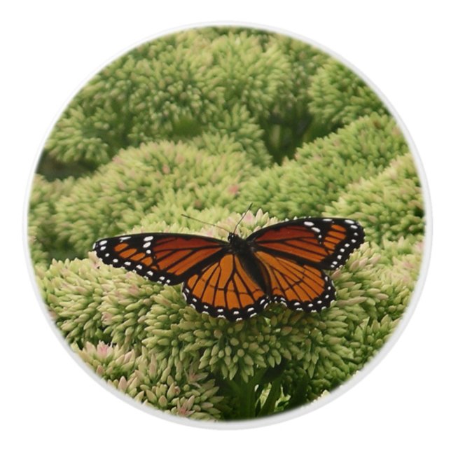 Viceroy Fjäril Vacker Natur Fotografi Knopp (Framsidan)