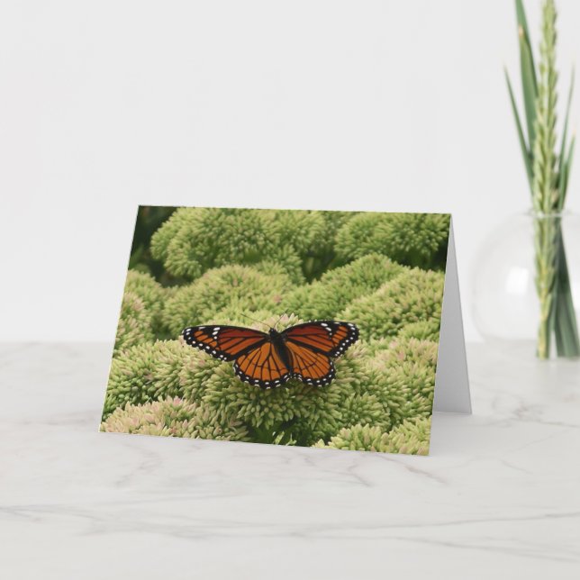 Viceroy Fjäril Vacker Natur Fotografi Kort (Framsida)
