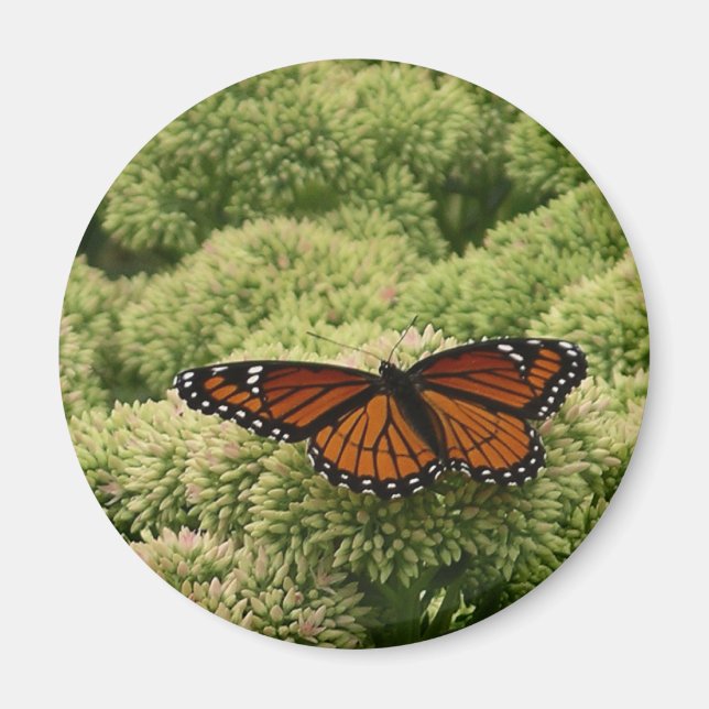 Viceroy Fjäril Vacker Natur Fotografi Magnet (Framsidan)