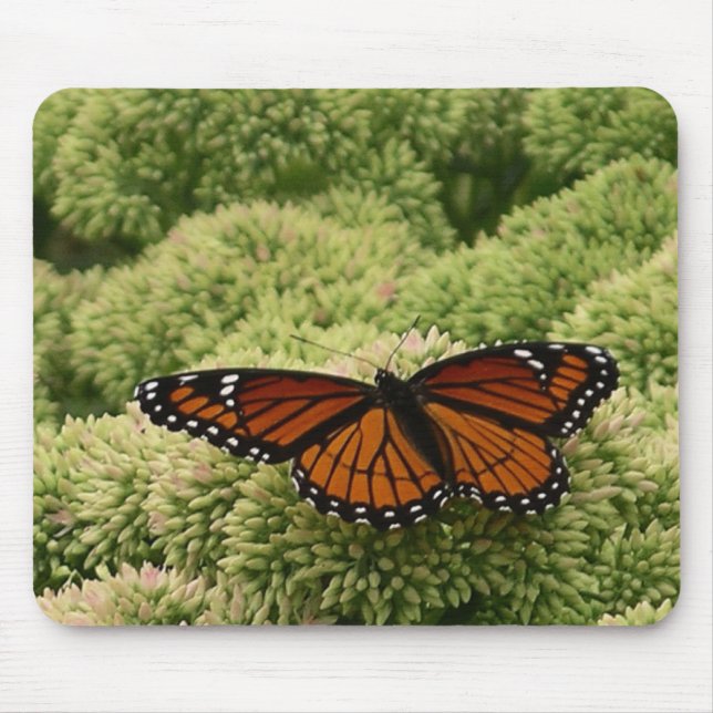 Viceroy Fjäril Vacker Natur Fotografi Musmatta (Framsidan)