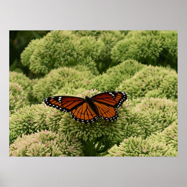 Viceroy Fjäril Vacker Natur Fotografi Poster (Framsidan)