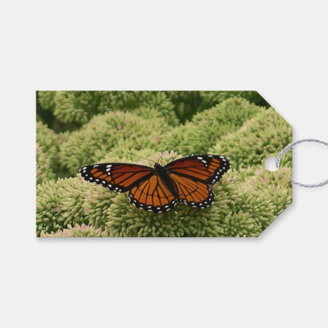 Viceroy Fjäril Vacker Natur Fotografi Presentetikett (Framsidan (Horisontell))