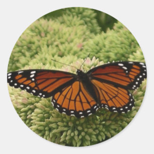 Viceroy Fjäril Vacker Natur Fotografi Runt Klistermärke