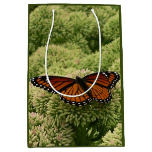 Viceroy Fjäril Vacker Naturfotografering
