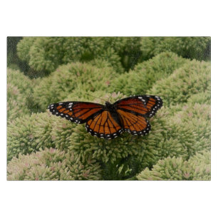 Viceroy Fjäril Vacker Naturfotografering