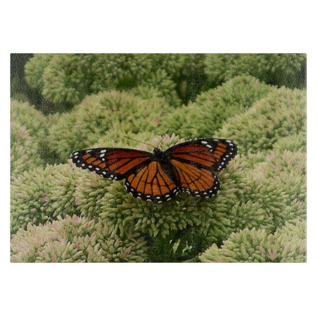Viceroy Fjäril Vacker Naturfotografering (Framsidan)