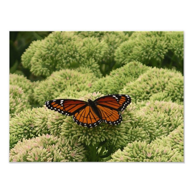 Viceroy Fjäril Vacker Naturfotografi Fototryck (Framsidan)