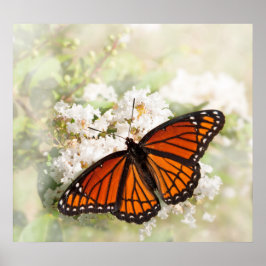 Viceroy on White Flowers Poster