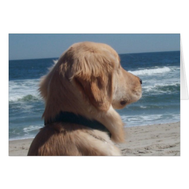 Viceroy på stranden OBS kort (Framsidan Horizontal)