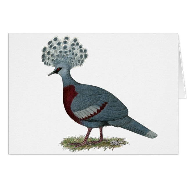 Victoria Crowned Pigeon OBS Kort (Framsidan Horizontal)