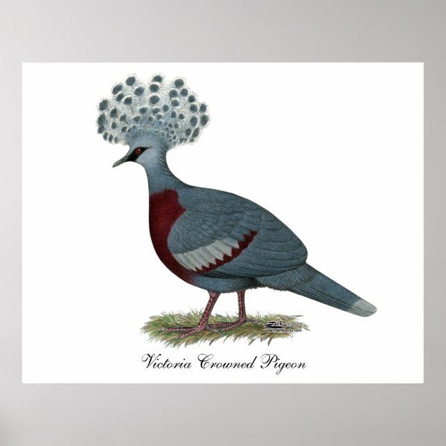 Victoria Crowned Pigeon Poster (Framsidan)