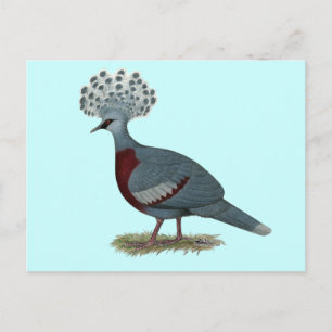 Victoria Crowned Pigeon Vykort