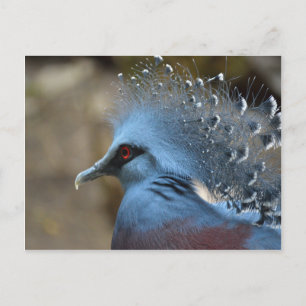 Victoria Crowned Pigeon Vykort