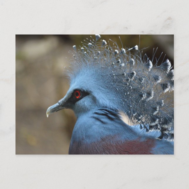 Victoria Crowned Pigeon Vykort (Framsida)