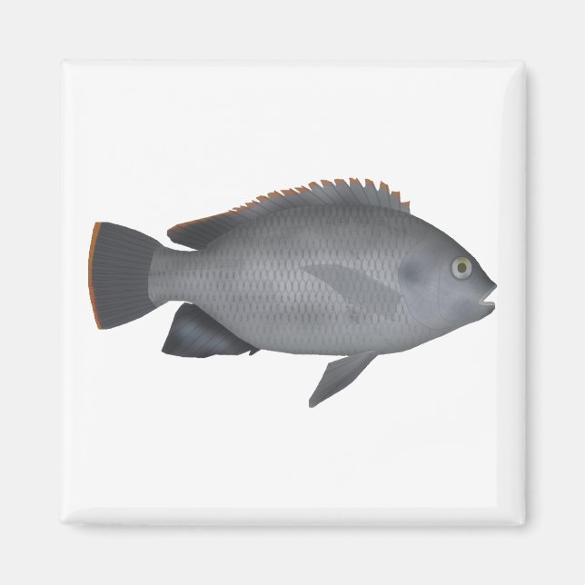 Victoria Tilapia Magnet (Framsidan)