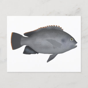 Victoria Tilapia Vykort