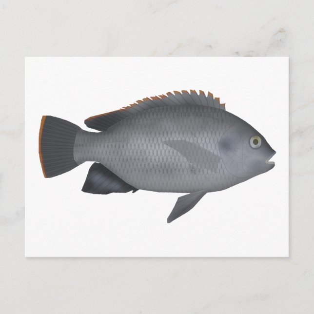 Victoria Tilapia Vykort (Framsida)