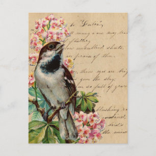 Victorian Bird Illustration 2 Vykort