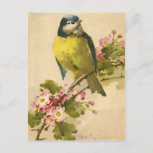 Victorian Bird Illustration Vykort