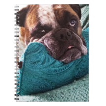 Victorian Bulldog Photo 9x6 bärbar dator
