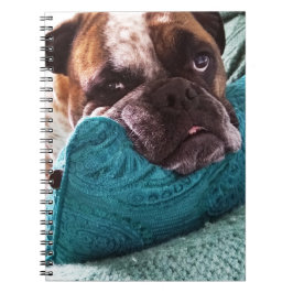 Victorian Bulldog Photo 9x6 bärbar dator Anteckningsbok