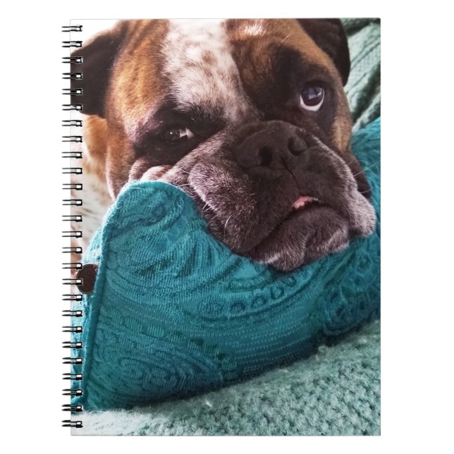 Victorian Bulldog Photo 9x6 bärbar dator Anteckningsbok (Framsidan)