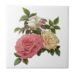 Victorian Cream och Rosa ros Kakelplatta