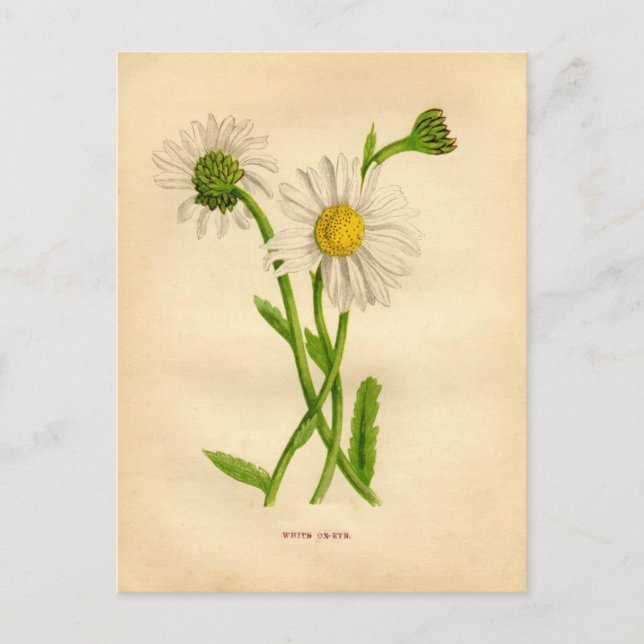 Victorian Daisy Study Vykort (Framsida)