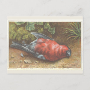 Victorian Dead Bird-julkort Vykort