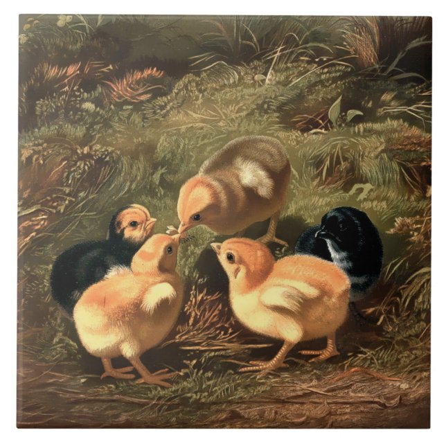 Victorian Era Baby Chickens Kakelplatta (Framsidan)