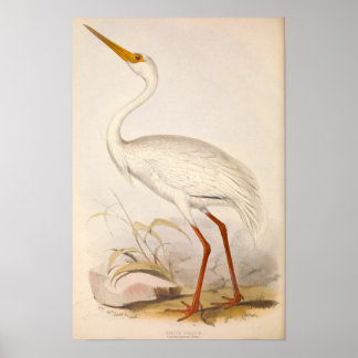 Victorian Era White Crane Poster