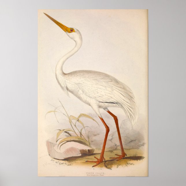 Victorian Era White Crane Poster (Framsidan)