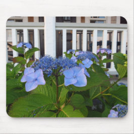 Victorian Hydrangea och Porch - Martha's Vineyard Musmatta
