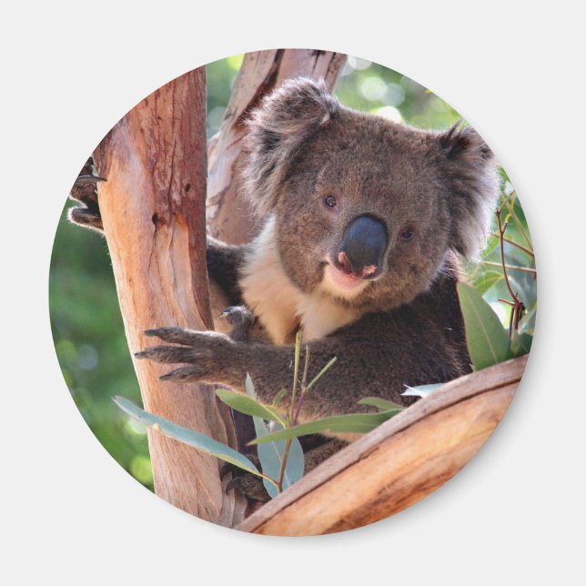 Victorian Koala Magnet (Framsidan)