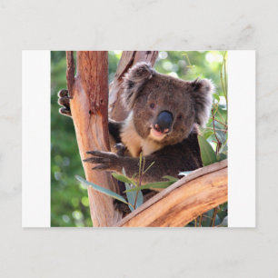Victorian Koala Vykort