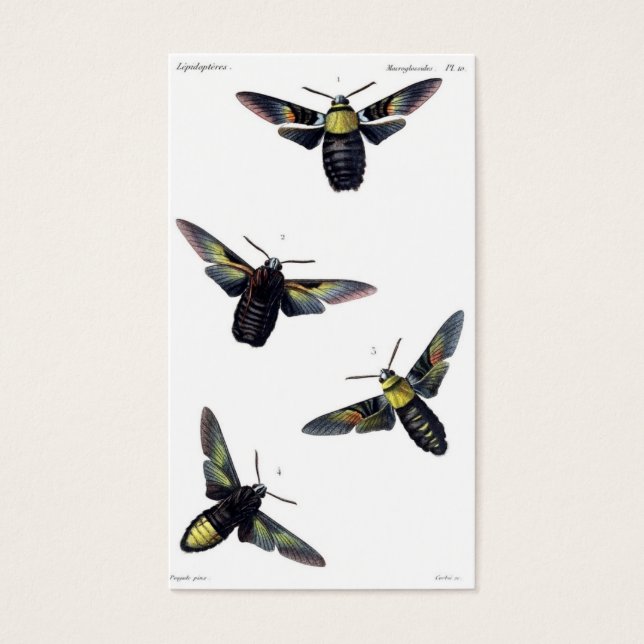 Victorian Moths Visitkort (Framsidan)